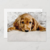 Kutest Baby Animals | Cocker Spaniel Puppy Briefkaart (Voorkant / Achterkant)