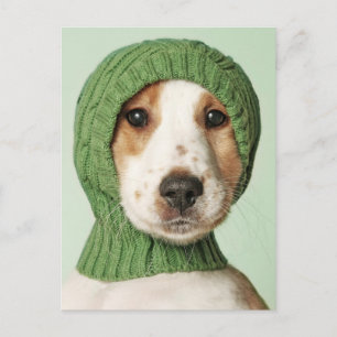 Kutest Baby Animals   Cocker Spaniel Puppy Briefkaart