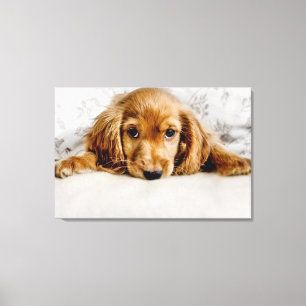 Kutest Baby Animals   Cocker Spaniel Puppy Canvas Afdruk
