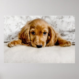 Kutest Baby Animals   Cocker Spaniel Puppy Poster