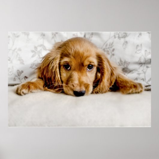 Kutest Baby Animals | Cocker Spaniel Puppy Poster (Voorkant)