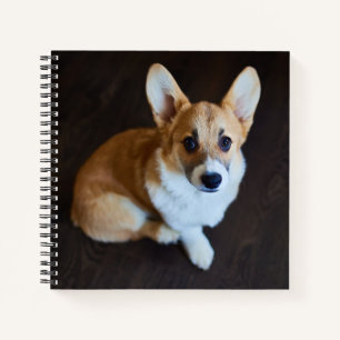 Kutest Baby Animals   Corgi die omhoog kijkt Notitieboek