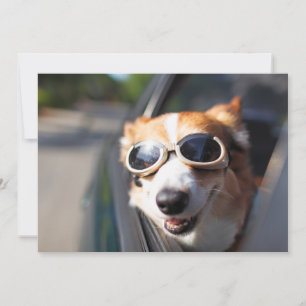 Kutest Baby Animals   Corgi Goggles in de auto Bedankkaart