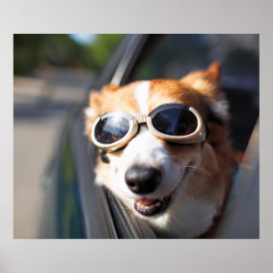Kutest Baby Animals   Corgi Goggles in de auto Poster