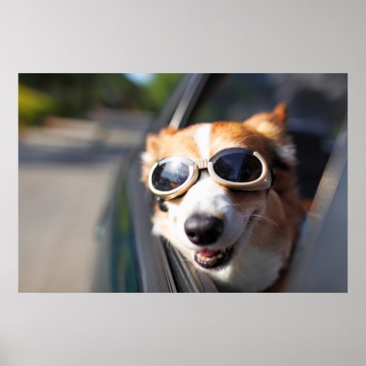 Kutest Baby Animals | Corgi Goggles in de auto Poster (Voorkant)