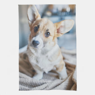 Kutest Baby Animals   Corgi Head Tilt Theedoek