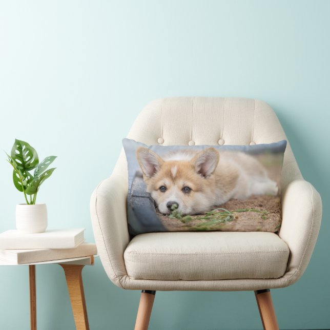 Kutest Baby Animals | Corgi Laying in the Yard Kussen (Stoel)