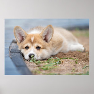 Kutest Baby Animals Corgi Laying in the Yard Poster