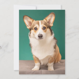 Kutest Baby Animals Corgi over Blauwgroen Bedankkaart