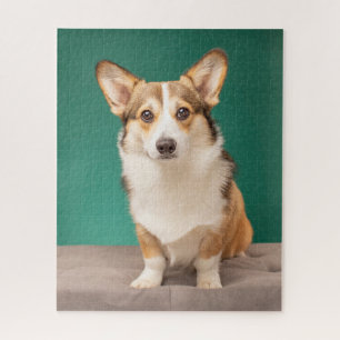 Kutest Baby Animals   Corgi over Blauwgroen Legpuzzel