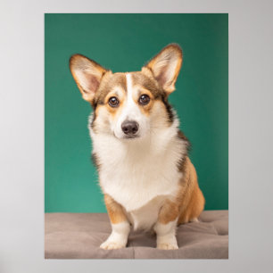Kutest Baby Animals   Corgi over Blauwgroen Poster