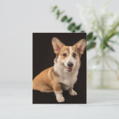 Kutest Baby Animals | Corgi Portrait on Black Briefkaart (Staand voorkant)