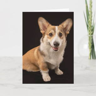 Kutest Baby Animals   Corgi Portrait on Black Kaart