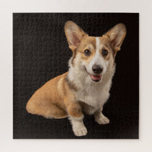 Kutest Baby Animals   Corgi Portrait on Black Legpuzzel