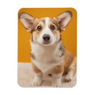 Kutest Baby Animals Corgi Portret op Sinaasappel Magneet