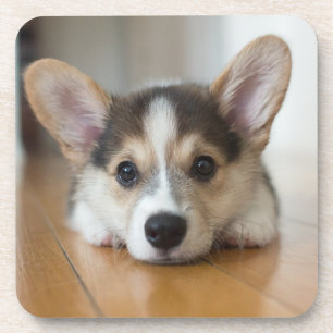 Kutest Baby Animals   Corgi Puppy Bier Onderzetter