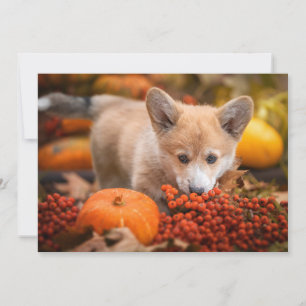 Kutest Baby Animals Corgi Puppy in het najaar Bedankkaart