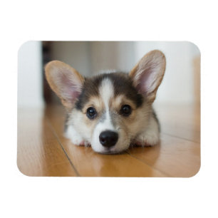 Kutest Baby Animals   Corgi Puppy Magneet