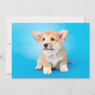 Kutest Baby Animals Corgi Puppy op blauw Bedankkaart