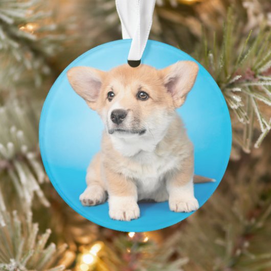 Kutest Baby Animals | Corgi Puppy op blauw Ornament (Boom)
