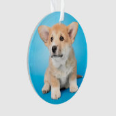 Kutest Baby Animals | Corgi Puppy op blauw Ornament (voorkant)