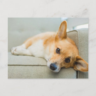 Kutest Baby Animals   Corgi Puppy op de bank Briefkaart