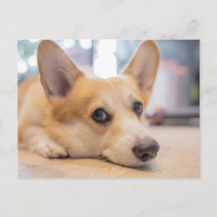 Kutest Baby Animals Corgi Puppy op de vloer Briefkaart