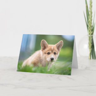 Kutest Baby Animals Corgi Puppy op de Yard Kaart