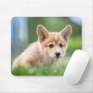 Kutest Baby Animals   Corgi Puppy op de Yard Muismat