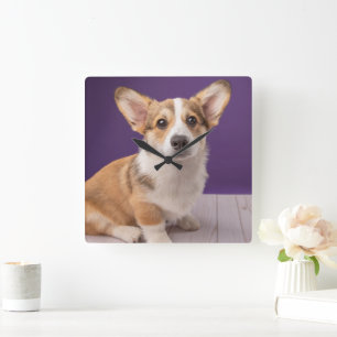 Kutest Baby Animals   Corgi Puppy op Paars Vierkante Klok