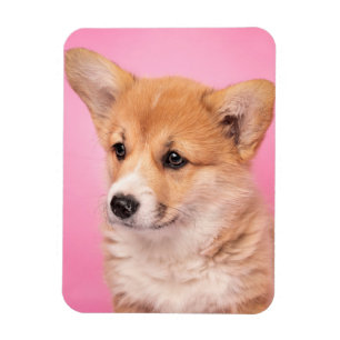Kutest Baby Animals Corgi Puppy op roze Magneet