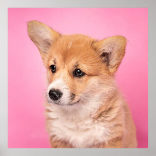 Kutest Baby Animals   Corgi Puppy op roze Poster