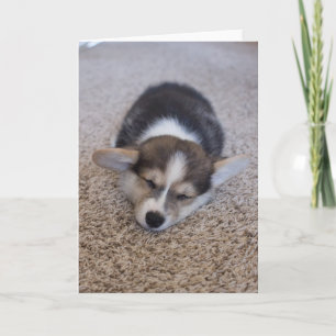 Kutest Baby Animals Corgi Puppy op Shag Rug Kaart