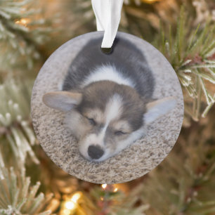 Kutest Baby Animals   Corgi Puppy op Shag Rug Ornament