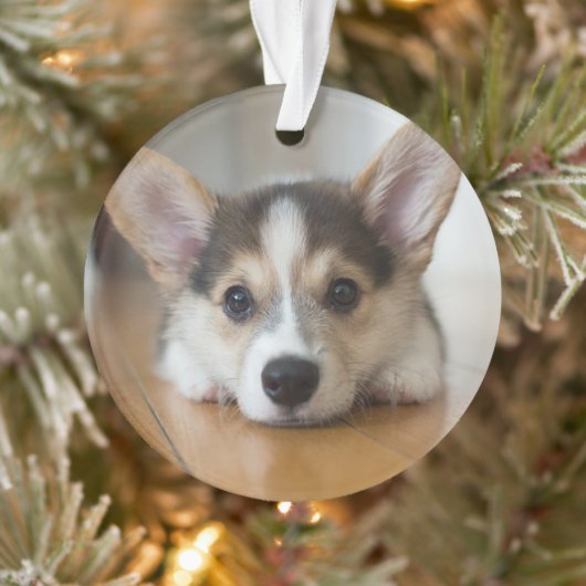 Kutest Baby Animals | Corgi Puppy Ornament (Boom)