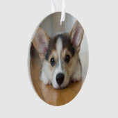 Kutest Baby Animals | Corgi Puppy Ornament (voorkant)