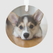 Kutest Baby Animals | Corgi Puppy Ornament (achterkant)