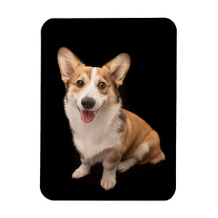 Kutest Baby Animals   Corgi Puppy Smile Magneet