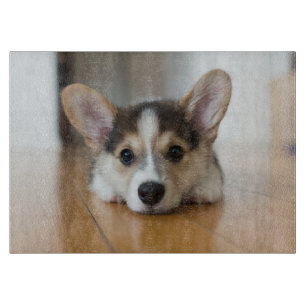 Kutest Baby Animals   Corgi Puppy Snijplank