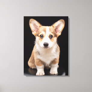Kutest Baby Animals   Corgi Puppy Standing Tall Canvas Afdruk