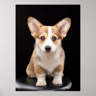 Kutest Baby Animals   Corgi Puppy Standing Tall Poster