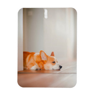Kutest Baby Animals Corgi Slaping Magneet
