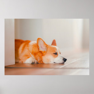 Kutest Baby Animals   Corgi Slaping Poster