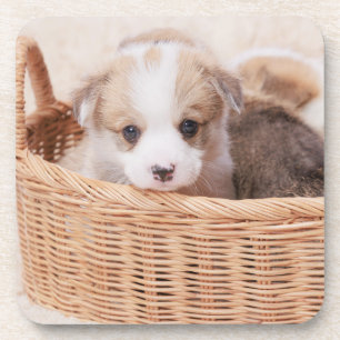 Kutest Baby Animals Corgi Tiny Puppy Bier Onderzetter