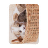Kutest Baby Animals | Corgi Tiny Puppy Magneet (Verticaal)