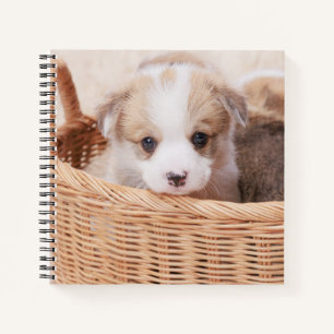 Kutest Baby Animals   Corgi Tiny Puppy Notitieboek