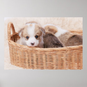 Kutest Baby Animals   Corgi Tiny Puppy Poster