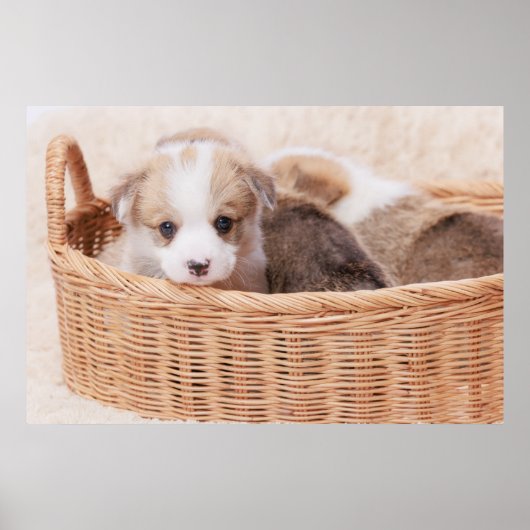 Kutest Baby Animals | Corgi Tiny Puppy Poster (Voorkant)