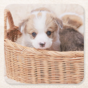 Kutest Baby Animals Corgi Tiny Puppy Vierkante Kartonnen Onderzetter