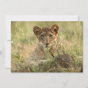 Kutest Baby Animals Cute Baby Lion Cub Bedankkaart